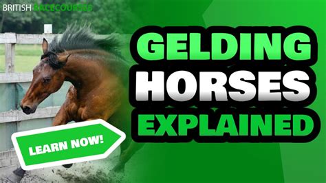 gelded horses running today|Gelding Horse .